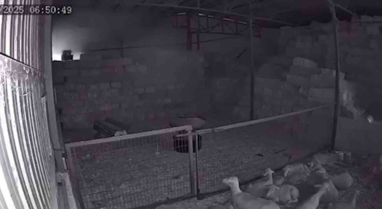 Mudanyada ahır ve samanlık yangınında 170 hayvan küle döndü, o anlar kamerada