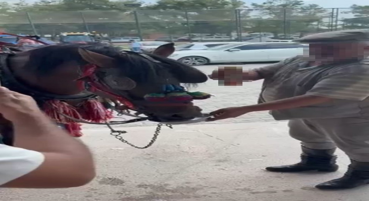 Muğlada Bu kadarı olmaz dedirten görüntüler: Fayton çeken ata alkol içirdiler