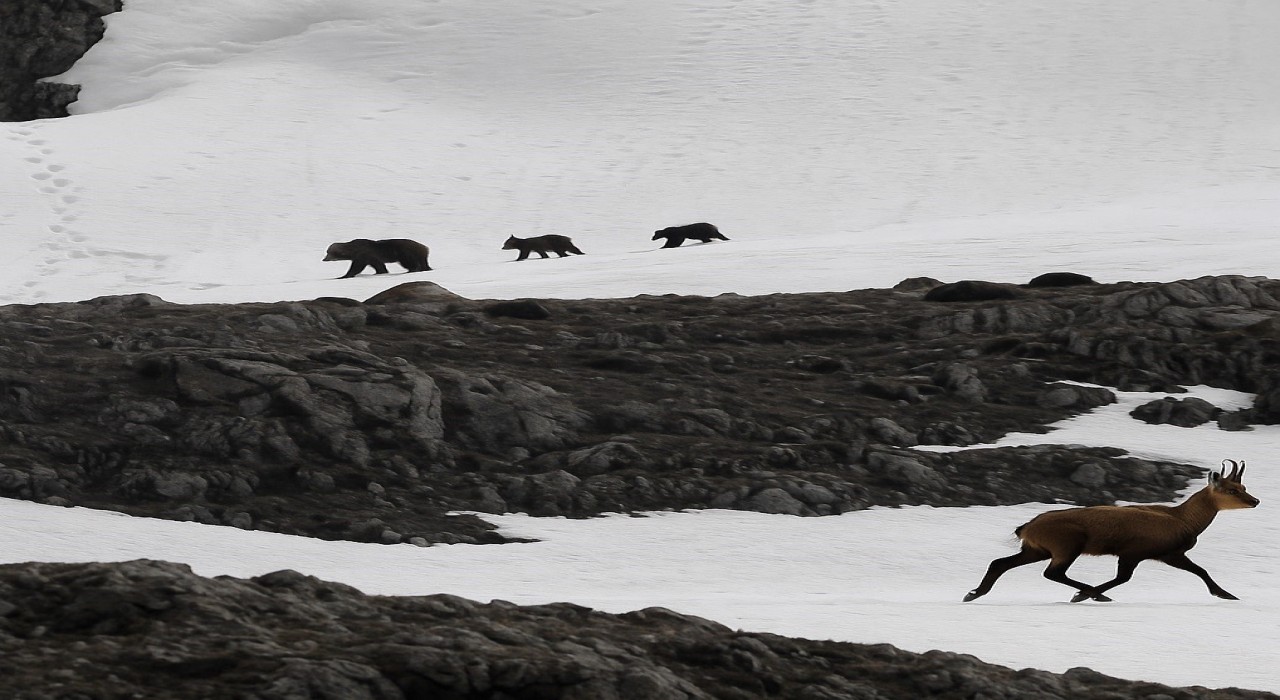 Munzur Dağında nefes kesen anlar: Boz ayıdan kaçan dağ keçileri kamerada