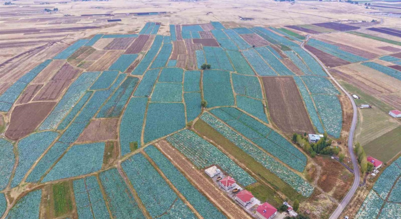 Muş Ovasında lahana hasadı başladı: 150 milyon liralık katkı bekleniyor