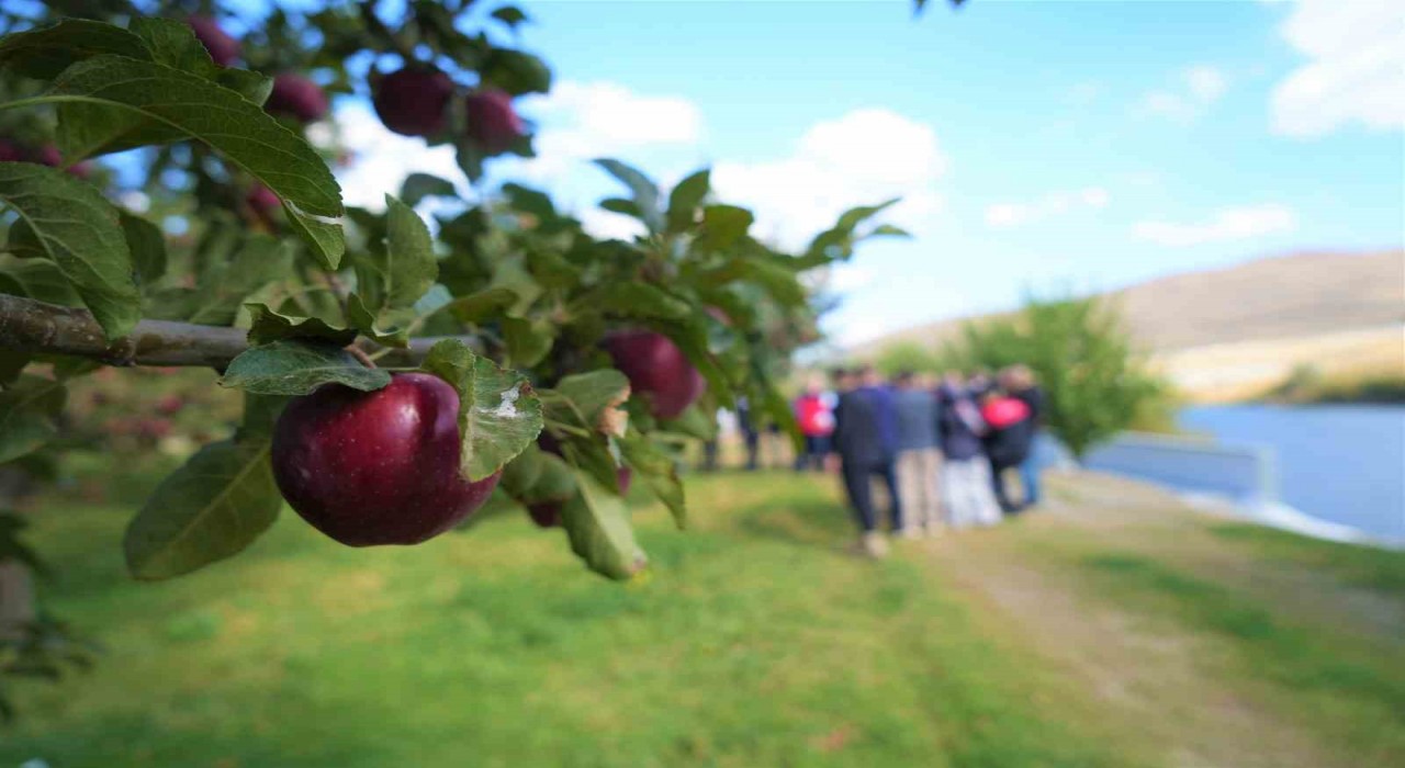 Muşta elma hasadından 100 milyon liralık gelir bekleniyor