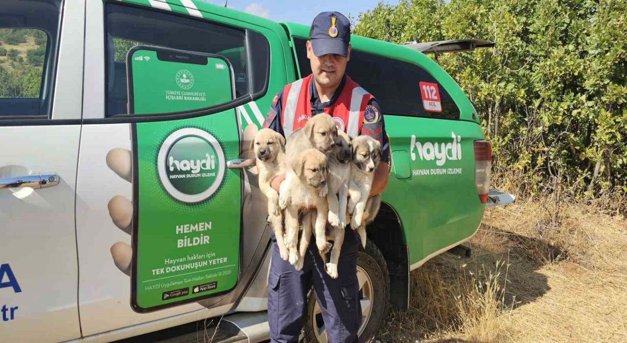 Muşta ormana terk edilen yavru köpekler kurtarıldı