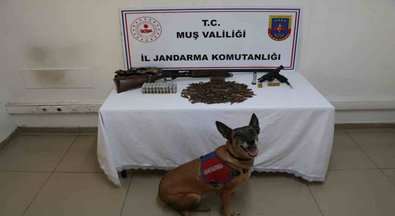 Muşta tezek yığınının altından silah ve mühimmat çıktı