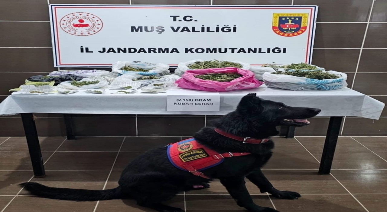 Muşta uyuşturucu operasyonu: 1 gözaltı