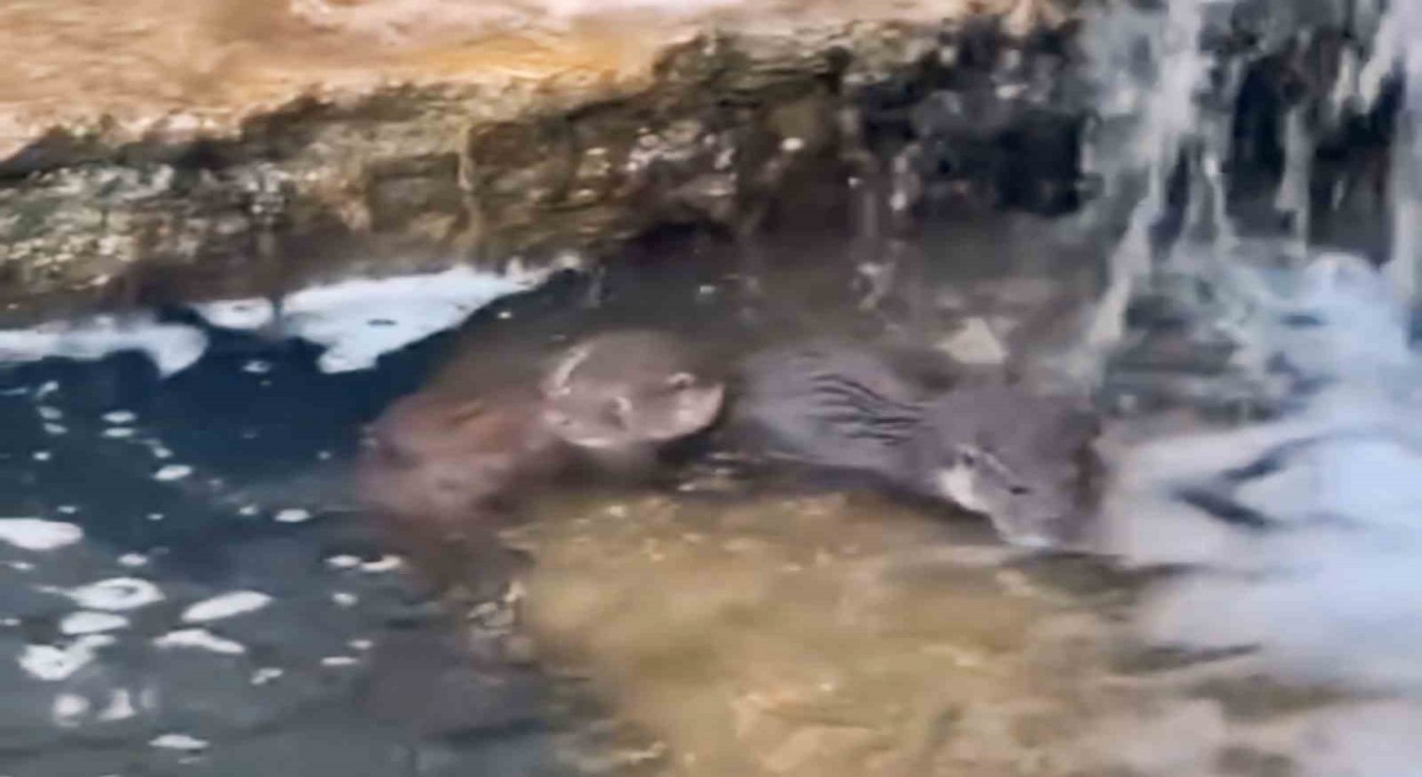 Nadir görülen yavru su samurları görüntülendi