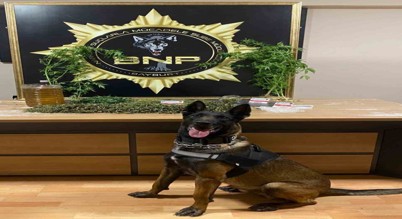 Narkotik köpeği Pablonun hassas burnu esrarı ve keneviri yakalattı