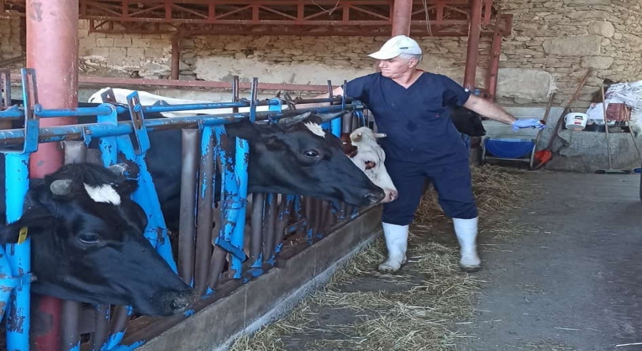 Nazillide şap aşılama çalışmaları tamamlandı