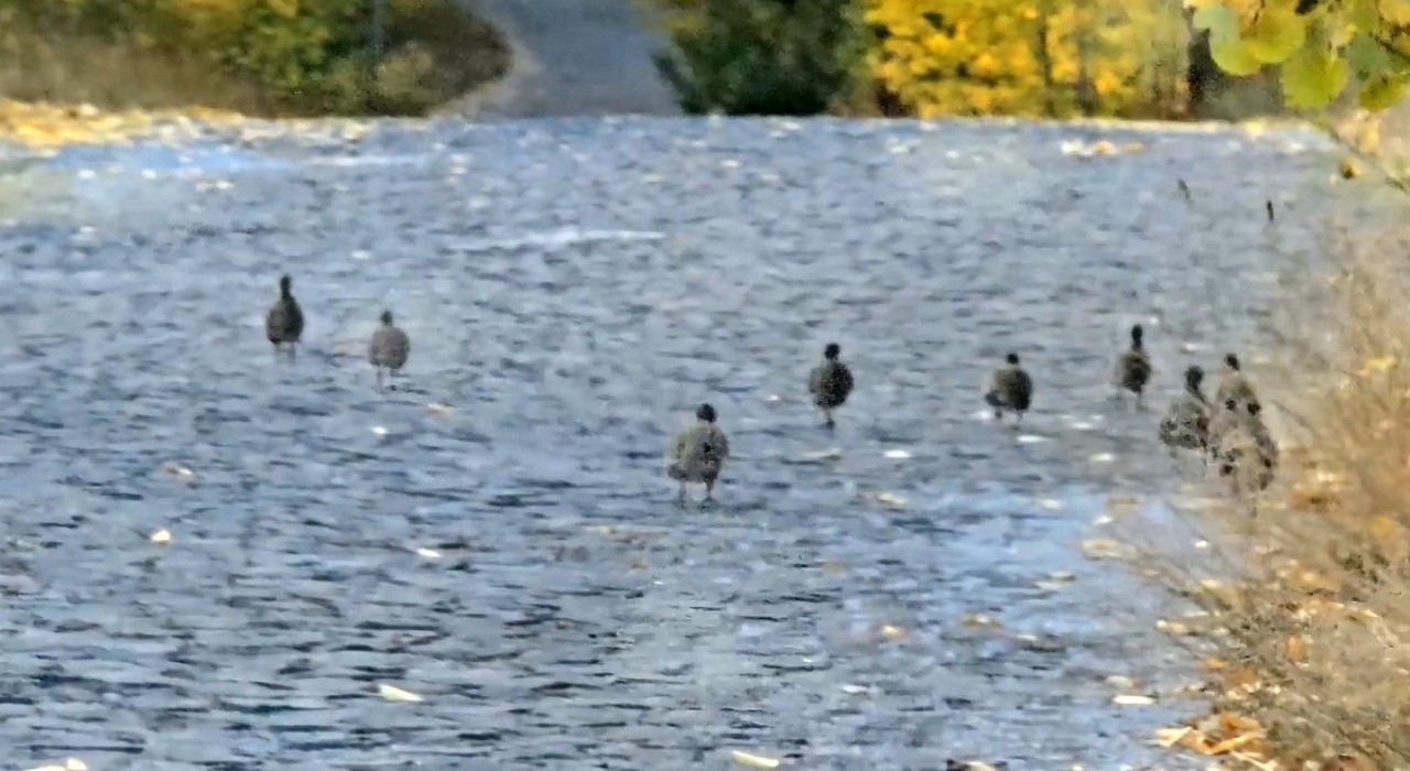 Nemrut Kalderasında çil keklik sürüsü görüntülendi