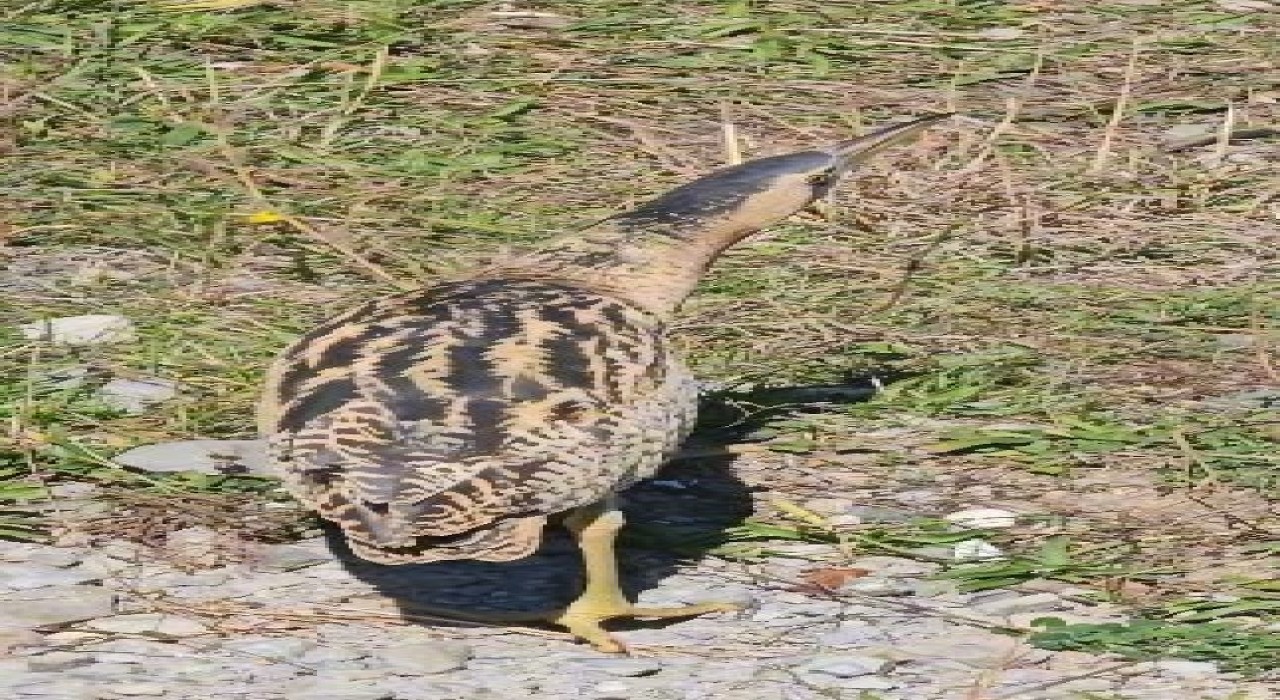 Nesli tükenmekte olan Güney Amerika balabanı Artvinde görüldü
