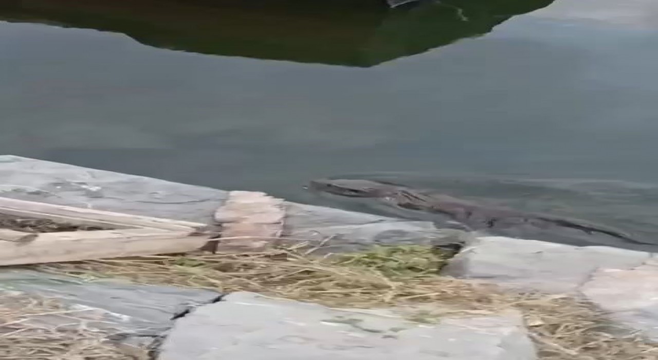 Nesli tükenmekte olan su samuru Küçükçekmecede görüldü