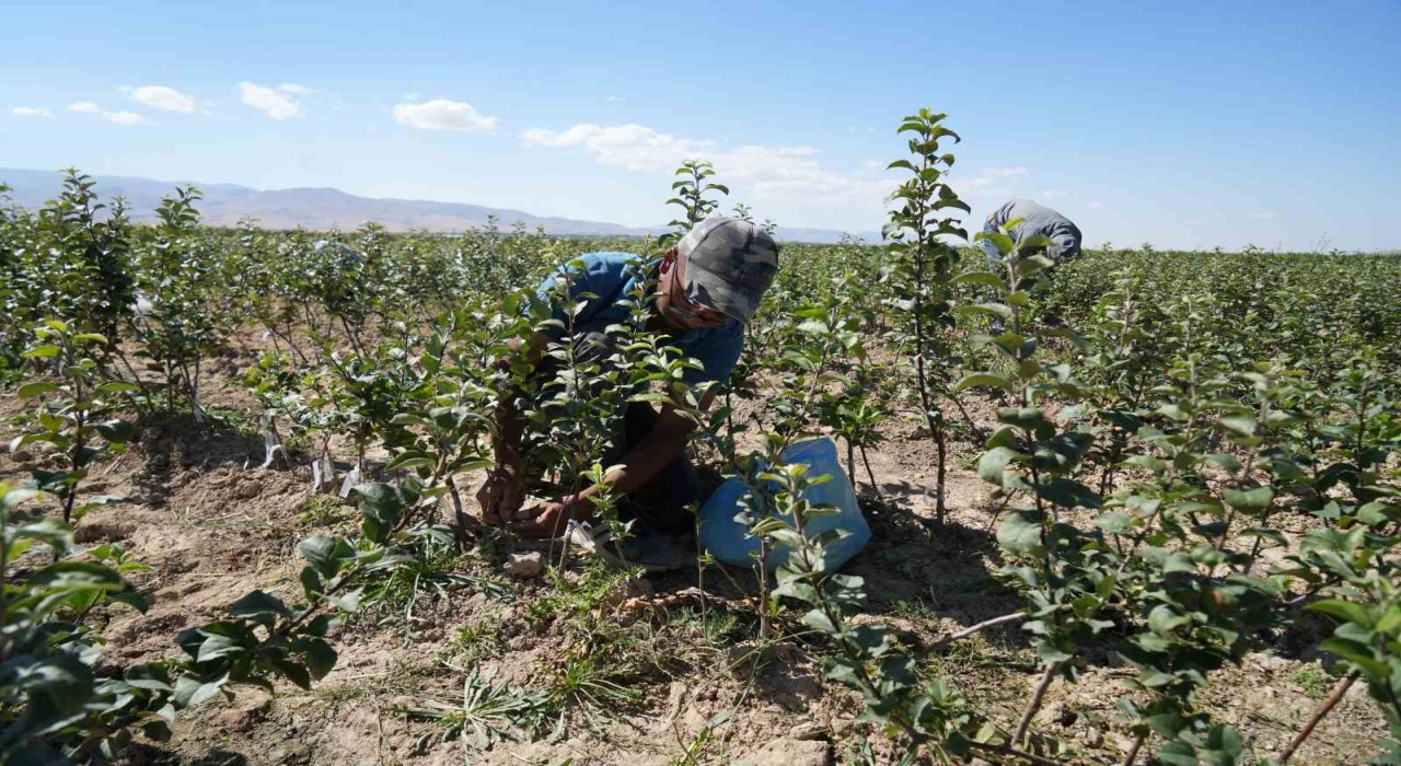 Niğde, elma fidanı üretiminde Türkiyenin öncüleri arasında