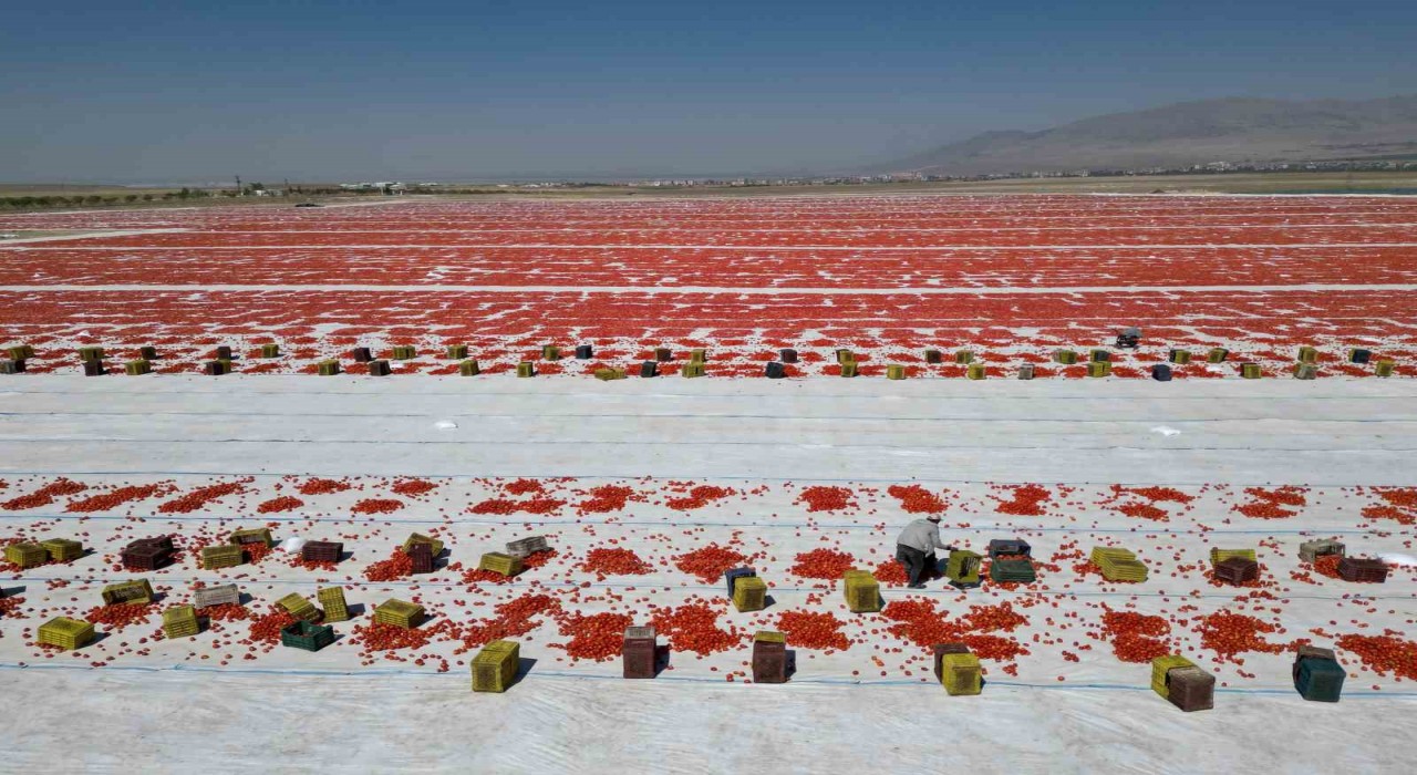 Niğdede güneşte kuruyan domatesler dünya sofralarında