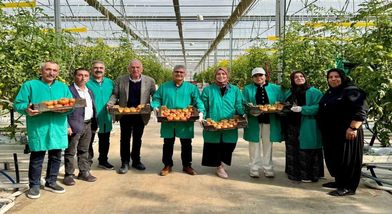 Niğdede jeotermal enerjiyle ısıtılan seralarda domates hasadı