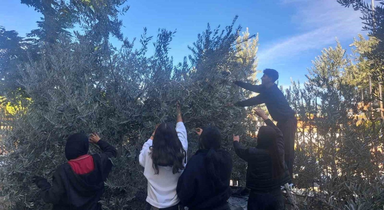 Öğrenciler zeytin hasadıyla üretim bilincini öğreniyor