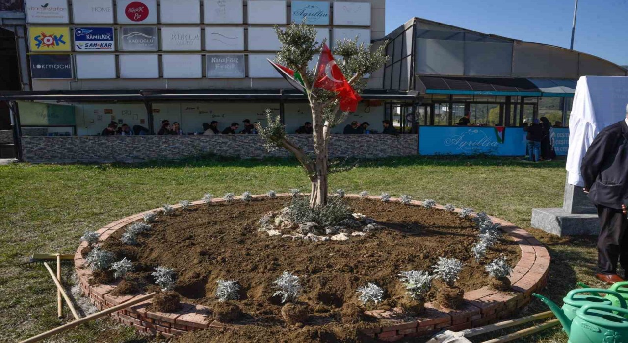 OMÜde Filistin için zeytin ağacı anıtı dikildi