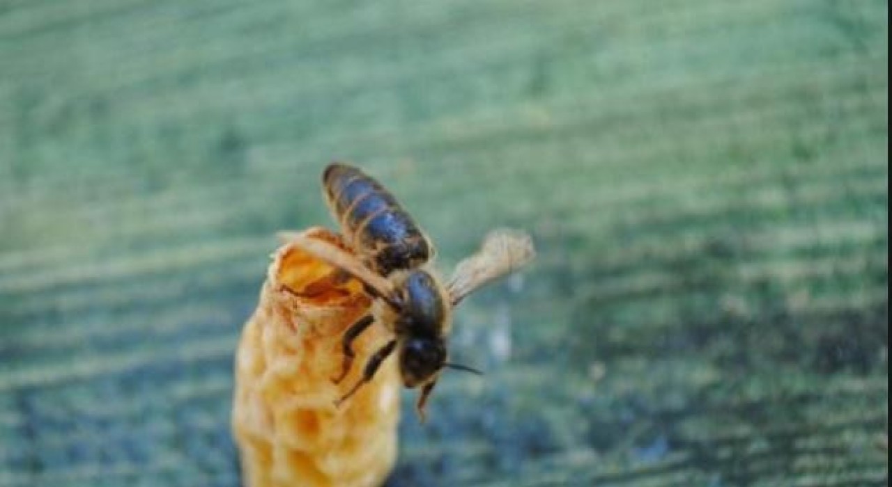 OMÜlü akademisyenlerden arıcılığa yenilikçi katkı: Ana Arı Üretim Aparatı