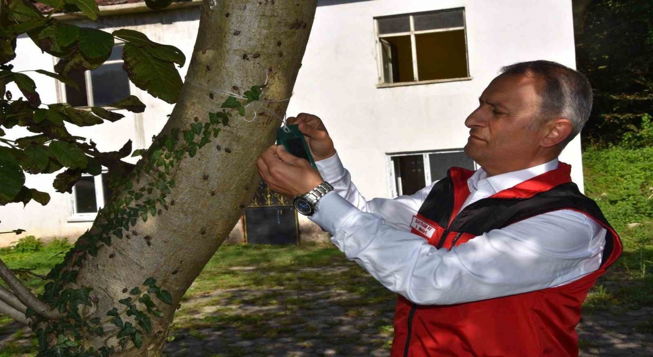 Ordu İl Tarım ve Orman Müdürü Ay: Kahverengi kokarca ile mücadele aralıksız devam ediyor