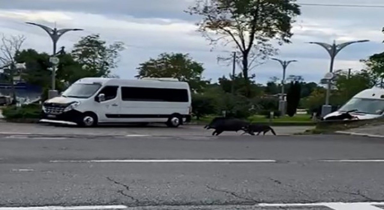 Orduda domuz sahil yoluna indi