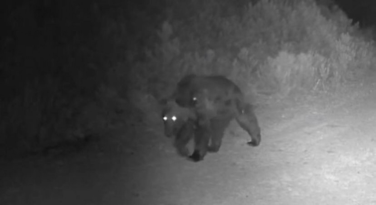 Ormanda yiyecek arayan ayı fotokapanda