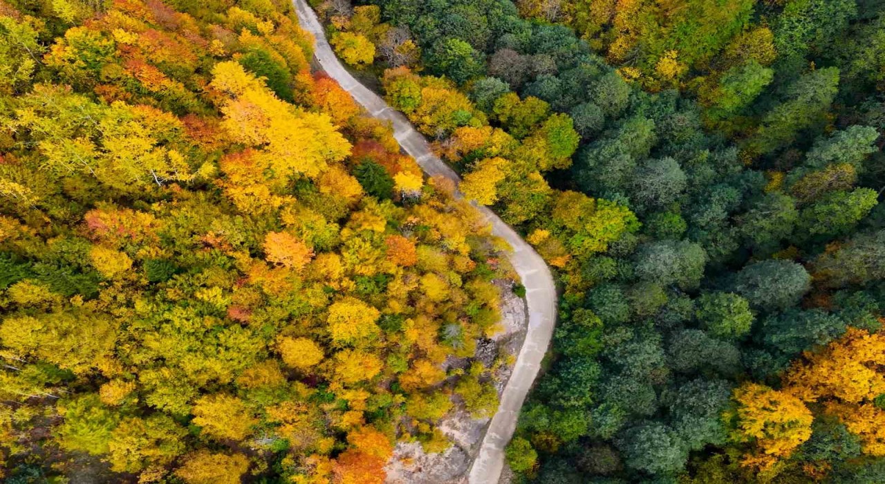 Örümcek Ormanlarında renklerin muhteşem dansı