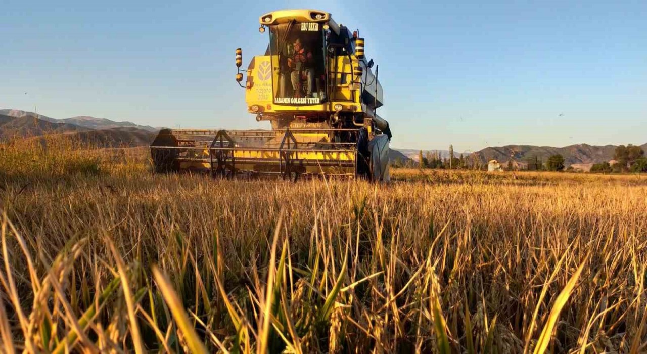 Osmancıkın beyaz altınında hasat başladı: 20 bin dekar alanda üretim yapılıyor