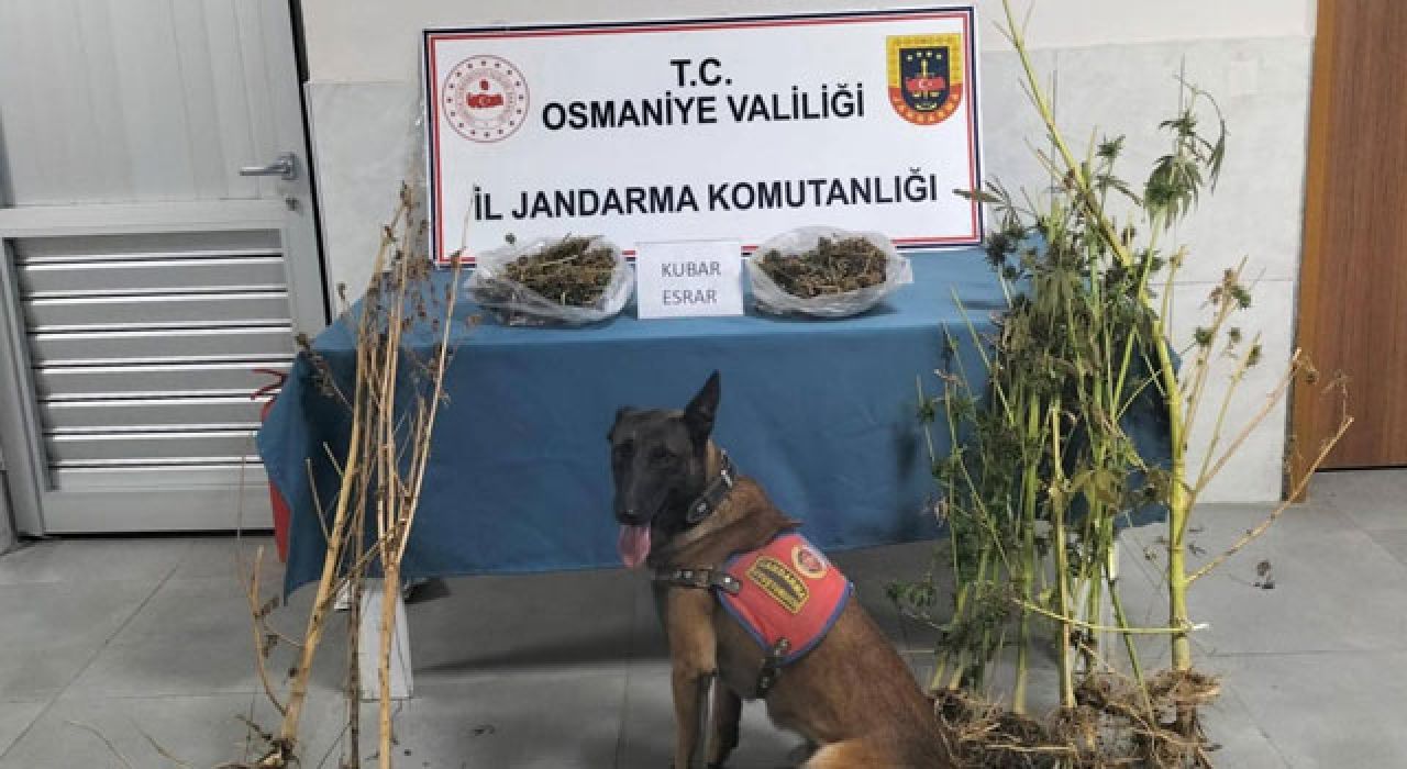 Osmaniye Jandarması 142 Olayda 113 Şüpheliyi Yakaladı