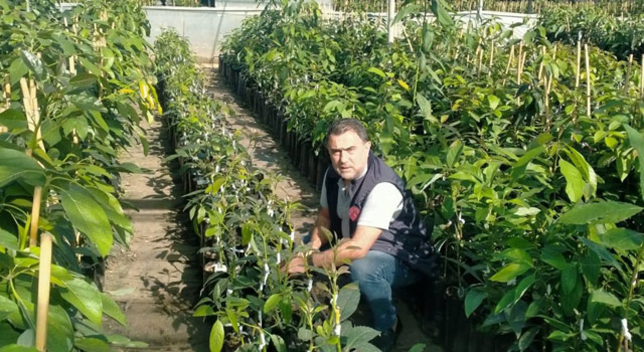 Osmaniye’de 100 Bin Sertifikalı Avokado Fidanı Üretildi