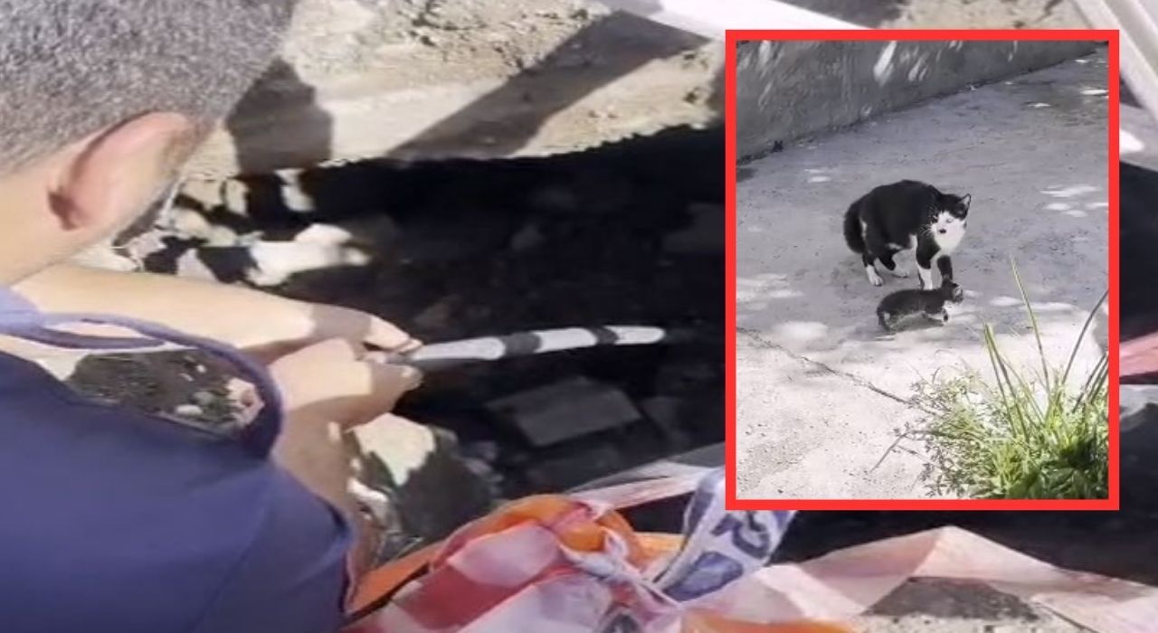 Osmaniye’de Çukura Düşen Yavru Kedi İtfaiye Tarafından Kurtarıldı