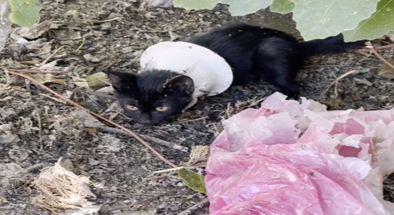 Osmaniye’de Kapağa Sıkışan Yavru Kedi İtfaiye Tarafından Kurtarıldı