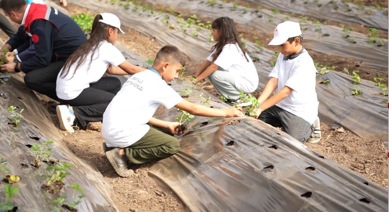 Osmaniyede minik eller toprağa dokundu, çilek ekimi yaptı