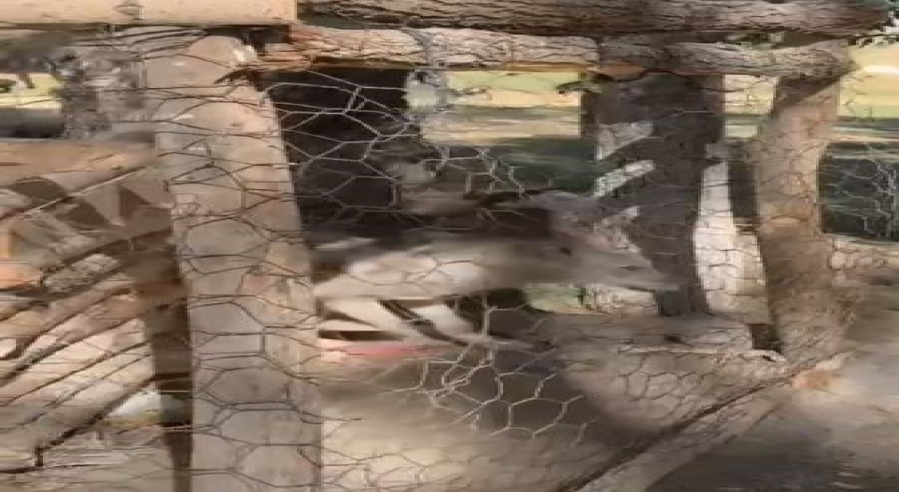 Özalpte kafeste tutulan kurt kurtarıldı