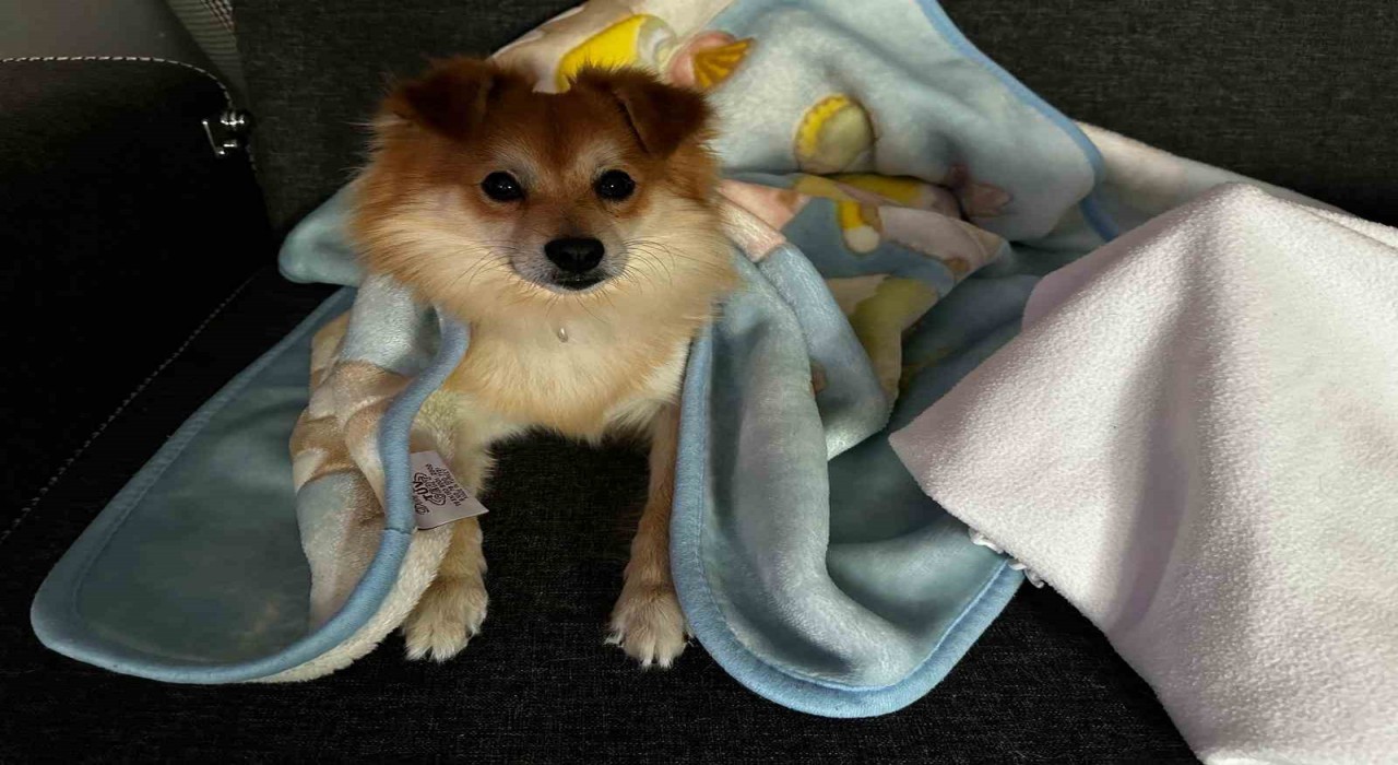 Pabloyu bulana 50 bin lira ödül verecekler