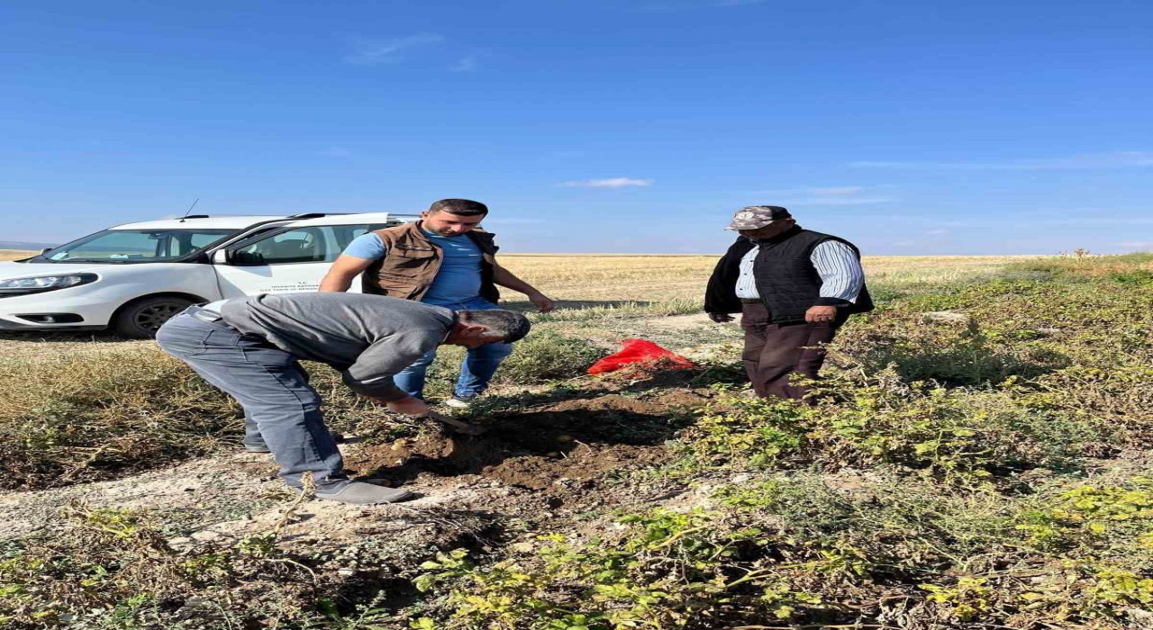 Patates hasadı öncesi inceleme yapıldı