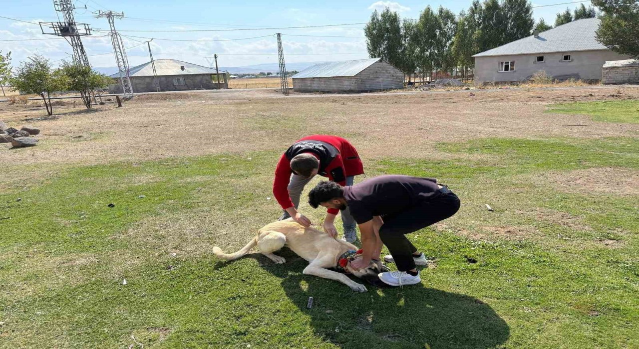 Patnosta köpeklere mikroçip ve kuduz aşısı uygulaması