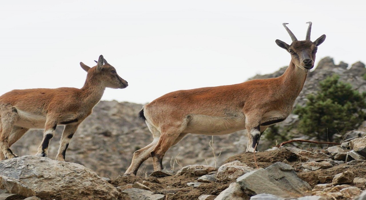 Pozantıda yaban keçileri görüntülendi