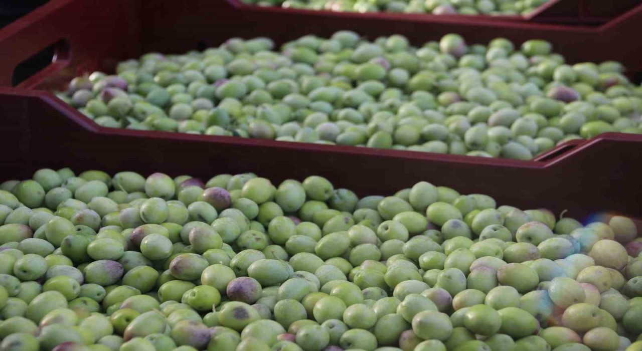 Fethiyede zeytin hasadı başladı