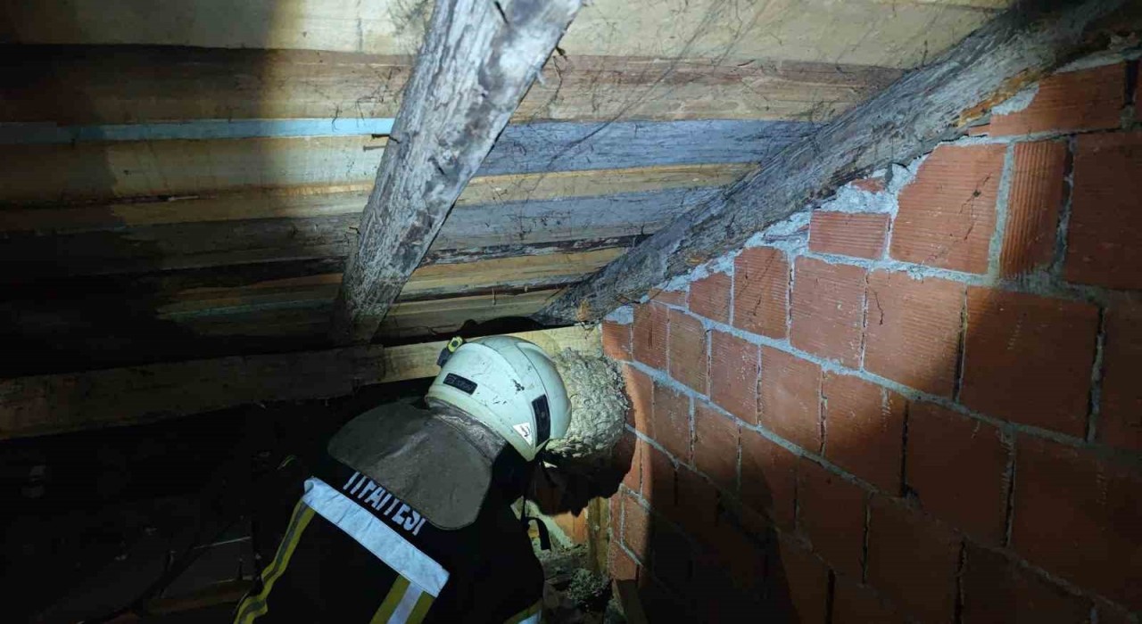 Safranboluda evin çatısında yaban arısı paniği