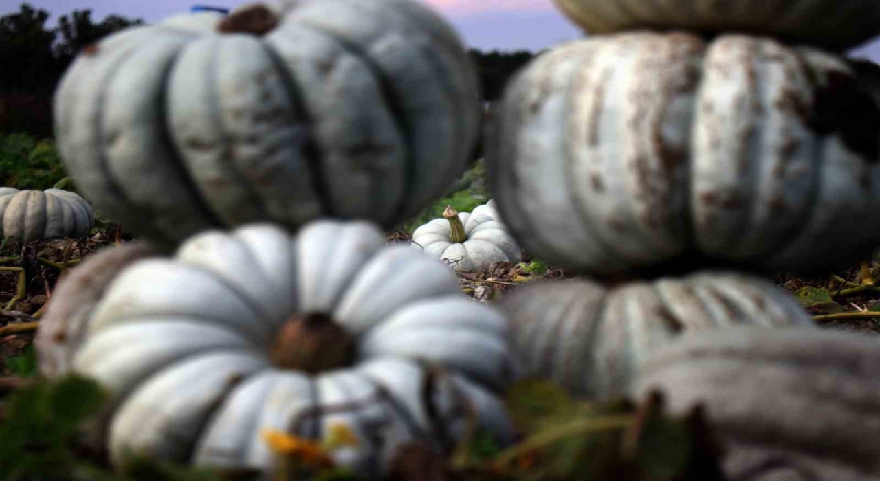 Sakaryada ‘Beyaz Elmas tarlalarda parlamaya başladı