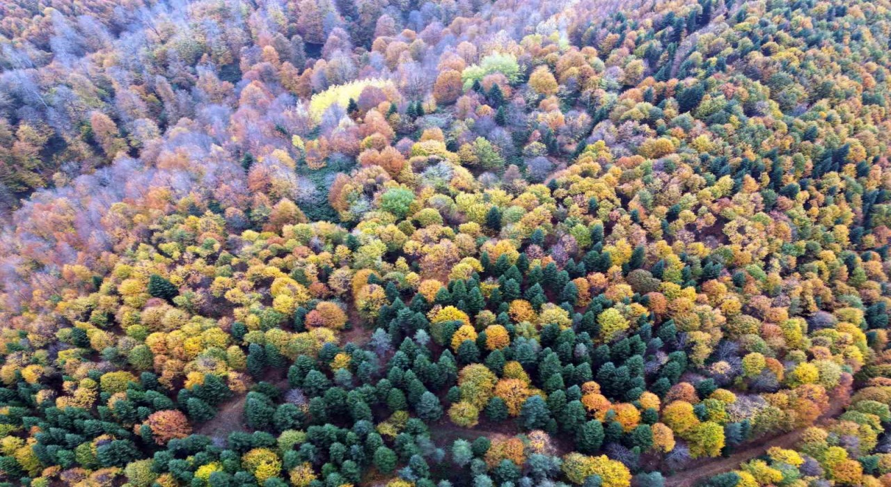 Sakaryada sonbahar güzelliği göz kamaştırıyor