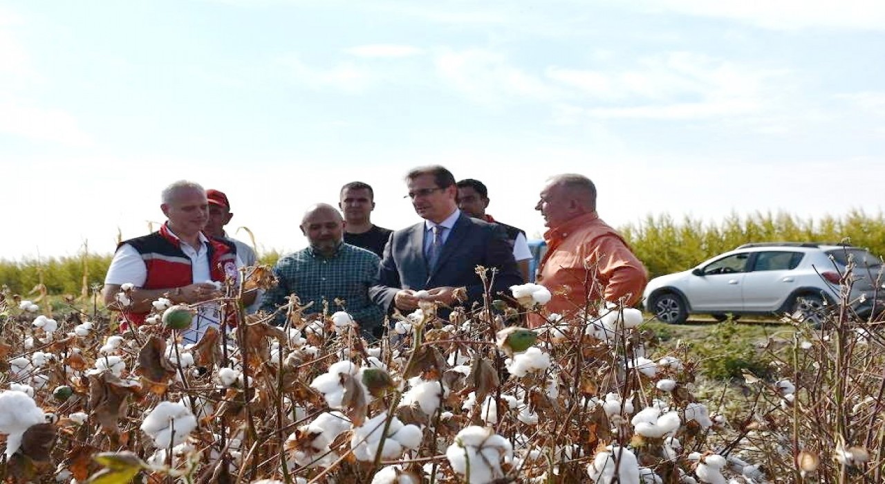 Salihli Ovasının ‘Beyaz Altınında ilk hasat
