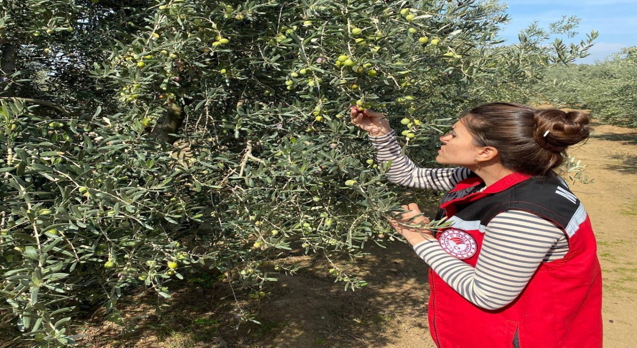 Salihlide zeytin sineğine karşı acil uyarı
