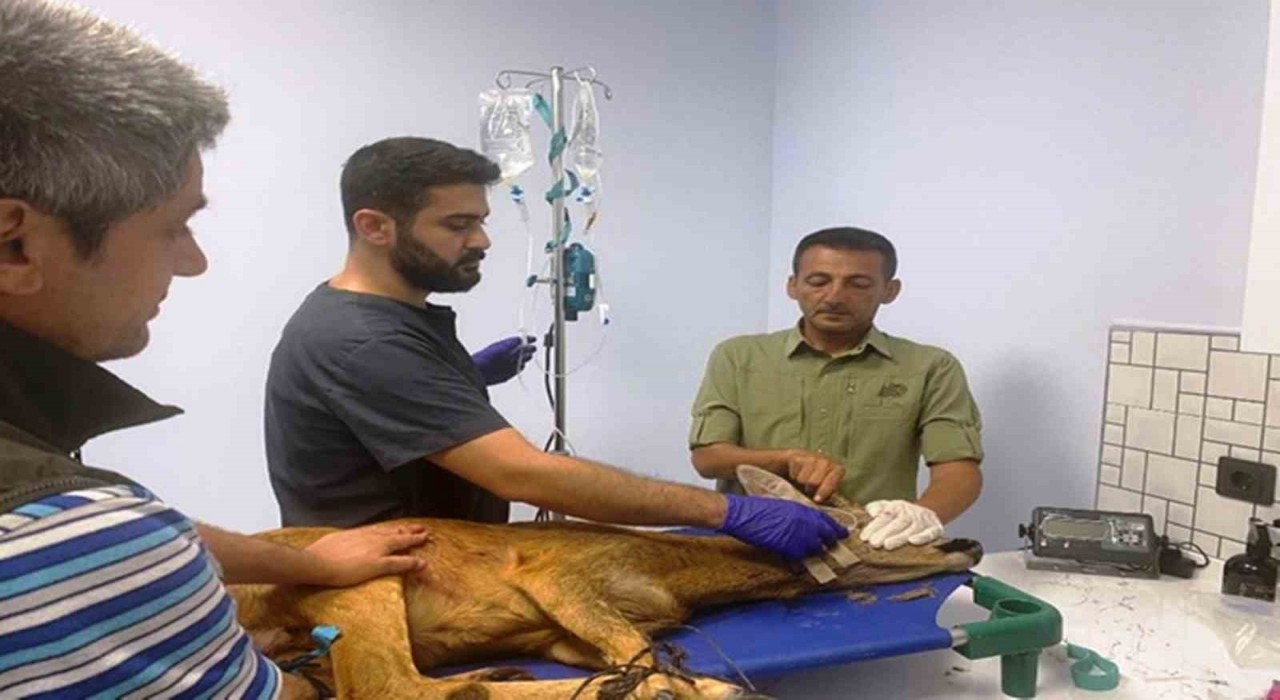 Samsunda bin 200 hayvan tedavilerinin ardından doğaya salındı