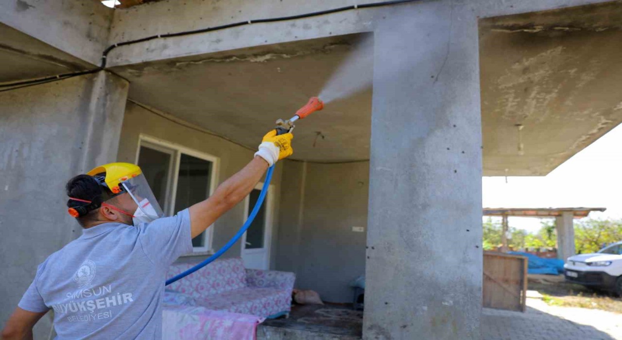 Samsunda kahverengi kokarcaya karşı kışlak seferberliği