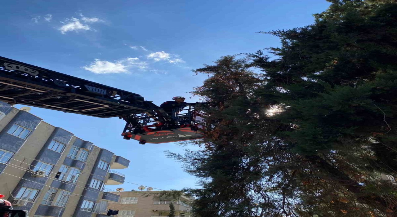 Şanlıurfada ağaçta mahsur kalan yavru kedi kurtarıldı