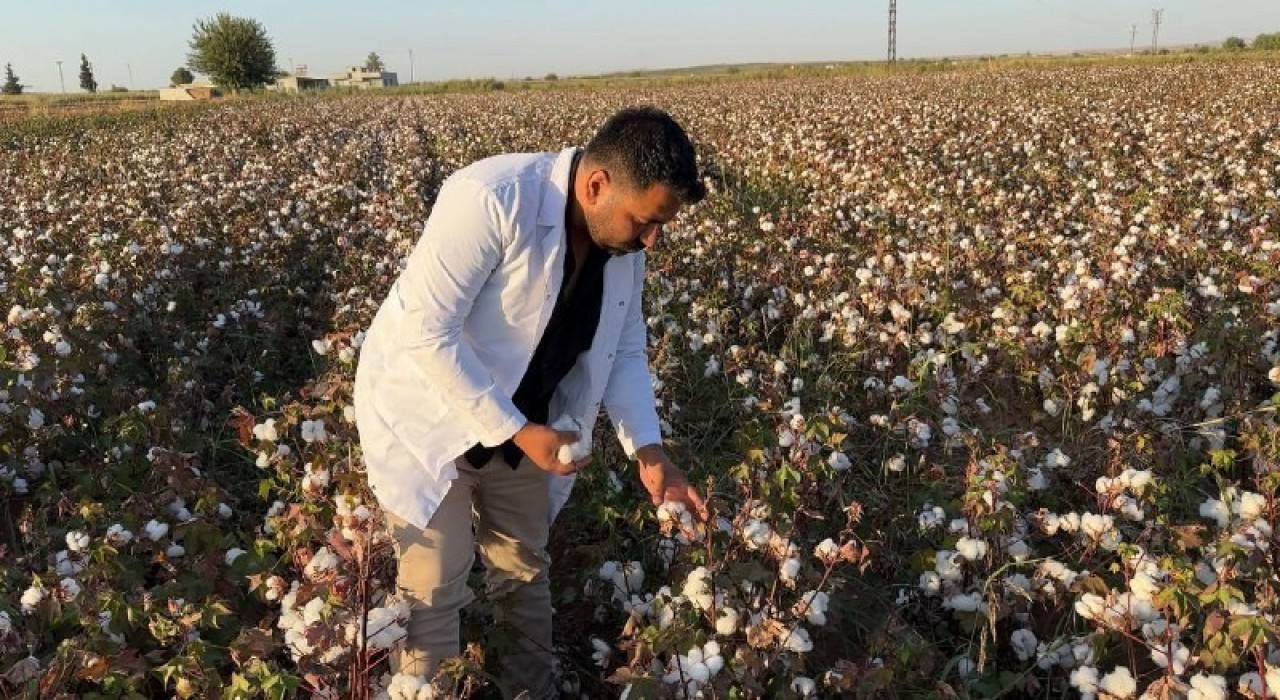 Şanlıurfada beyaz altın hasadı başladı