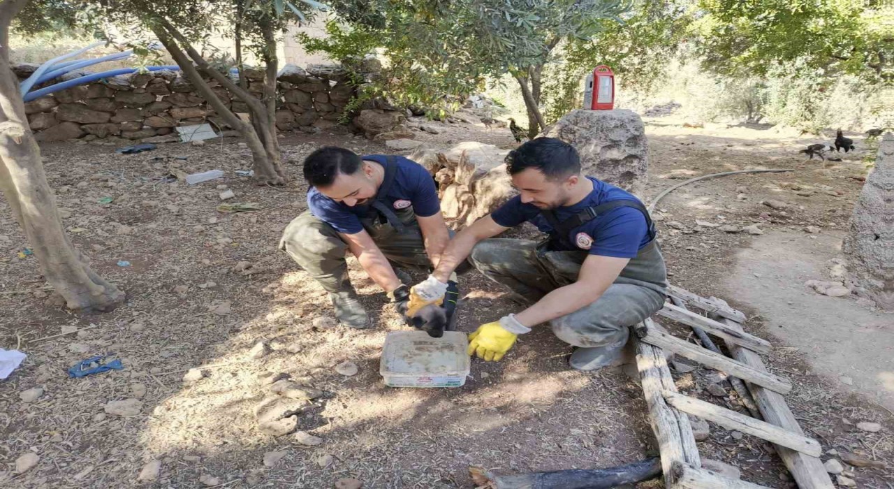 Şanlıurfada foseptik çukuruna düşen köpek yavrusu kurtarıldı
