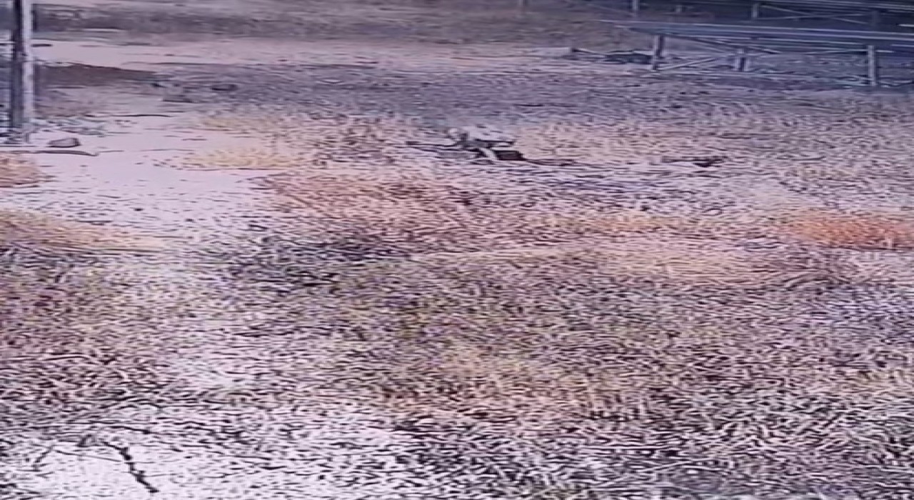 Şanlıurfada nesli tükenme tehlikesi altındaki çizgili sırtlan görüntülendi