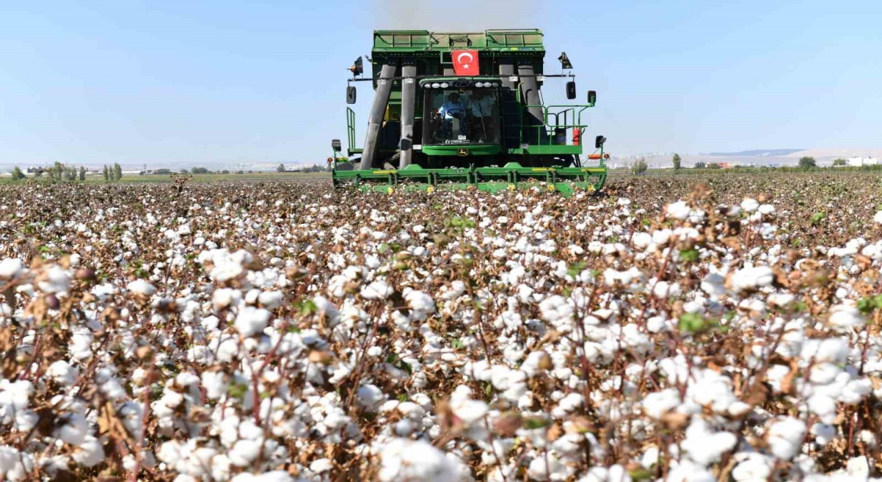 Şanlıurfada pamuk koruma altında