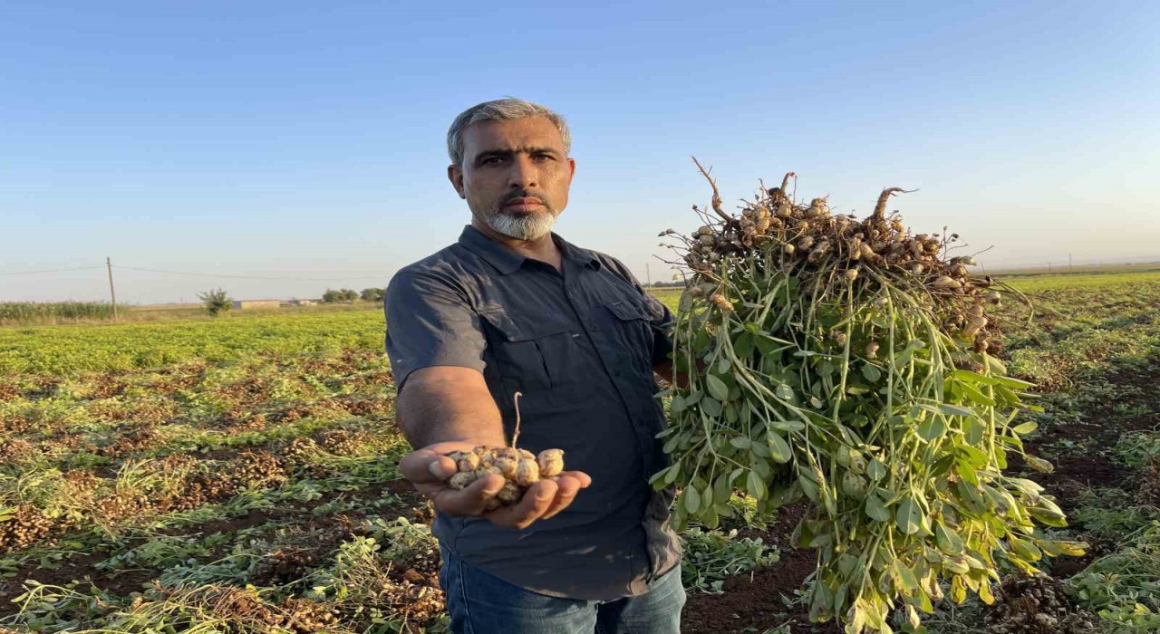 Şanlıurfada pamuk yerini yer fıstığına bırakıyor