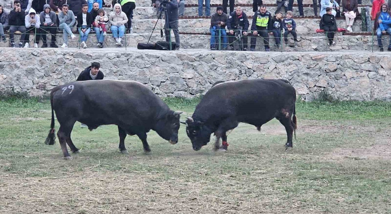 Şap hastalığı nedeniyle ertelenen Ardanuç boğa güreşleri festivali sona erdi